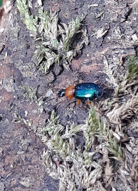 Lebia chlorocephala - díszes cserjefutó