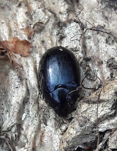 Platydema violaceum - fémkék taplóbogár