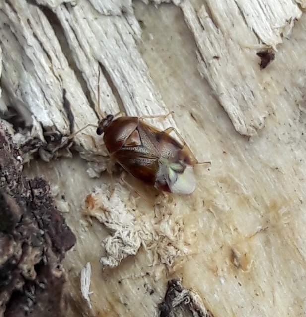 Deraeocoris lutescens - sárgás mezeipoloska