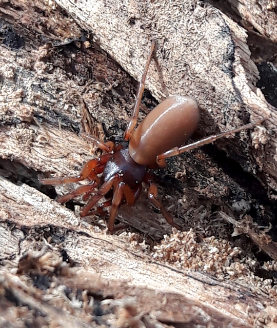 Dysderidae - fojtópókok