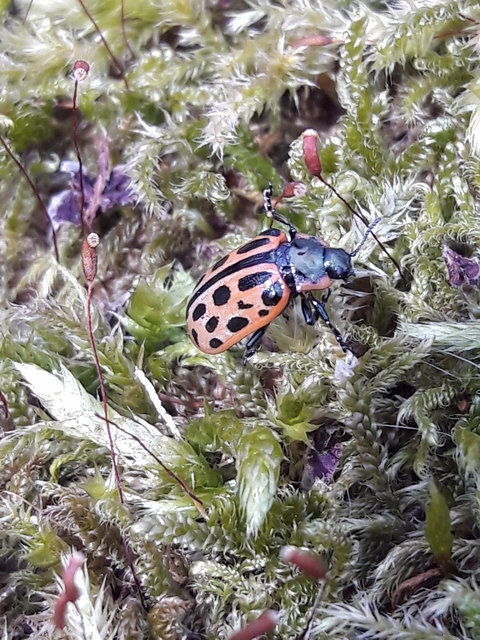 Chrysomela vigintipunctata - húszfoltos fűzlevelész Chrysomela vigintipunctata - húszfoltos fűzlevelész