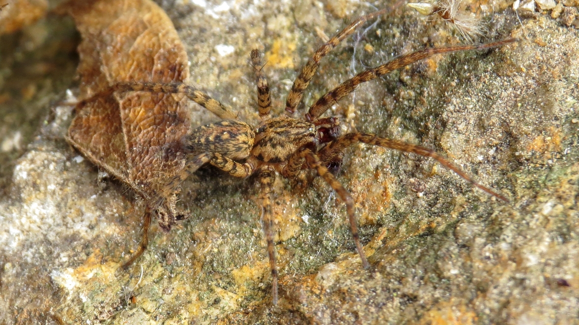 Tegenaria