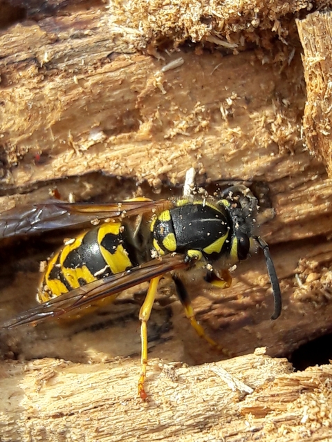 Vespula