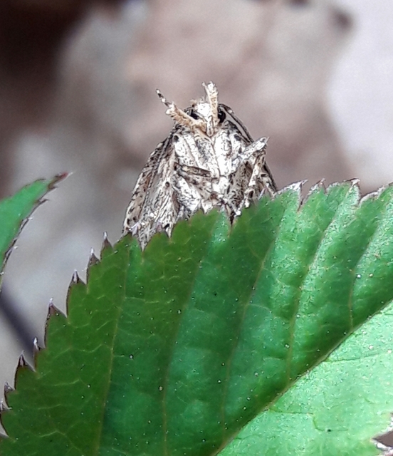 Agonopterix arenella - ördögszem-laposmoly