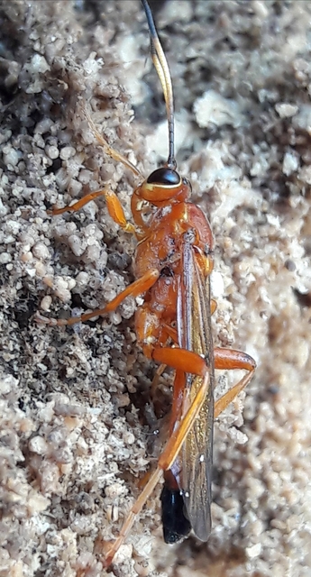 Lymantrichneumon disparis