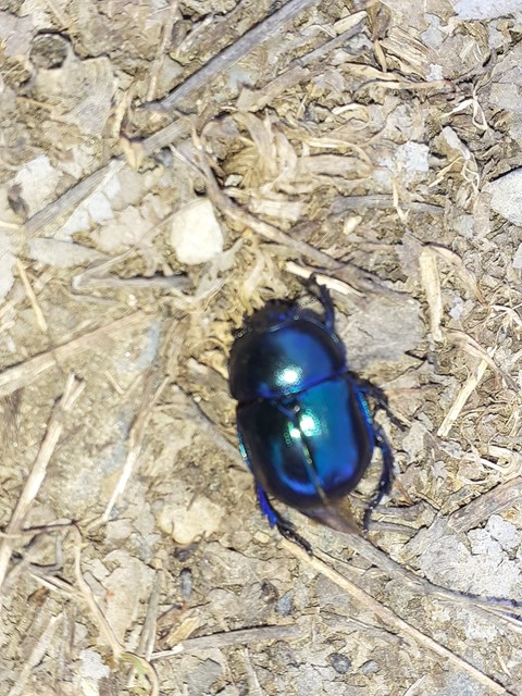 Trypocopris vernalis - tavaszi álganéjtúró
