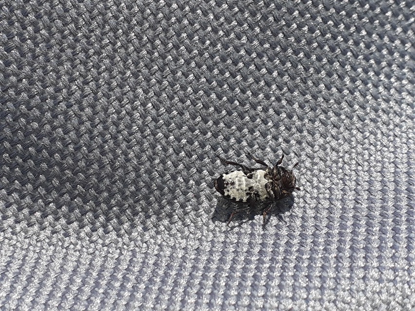Dermestes laniarius - gyászos porva