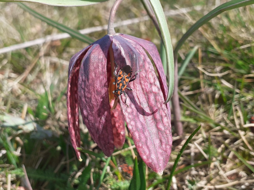 Spilostethus saxatilis - virágbodobács