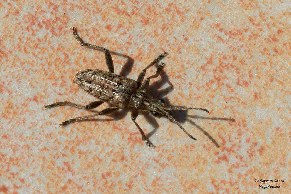 Rhagium inquisitor - fenyves-tövisescincér