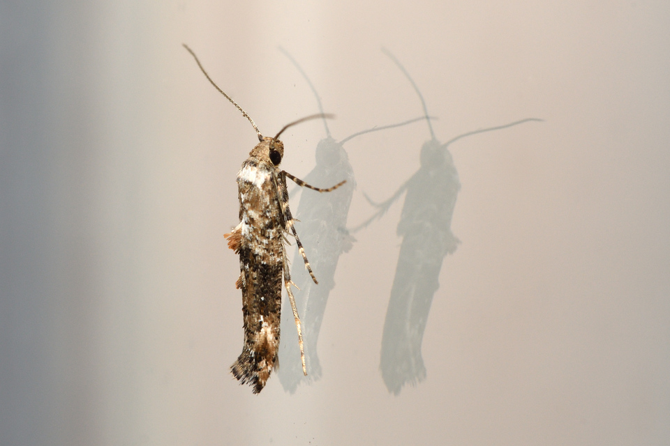 Epermenia chaerophyllella - barabolysodró íveltmoly