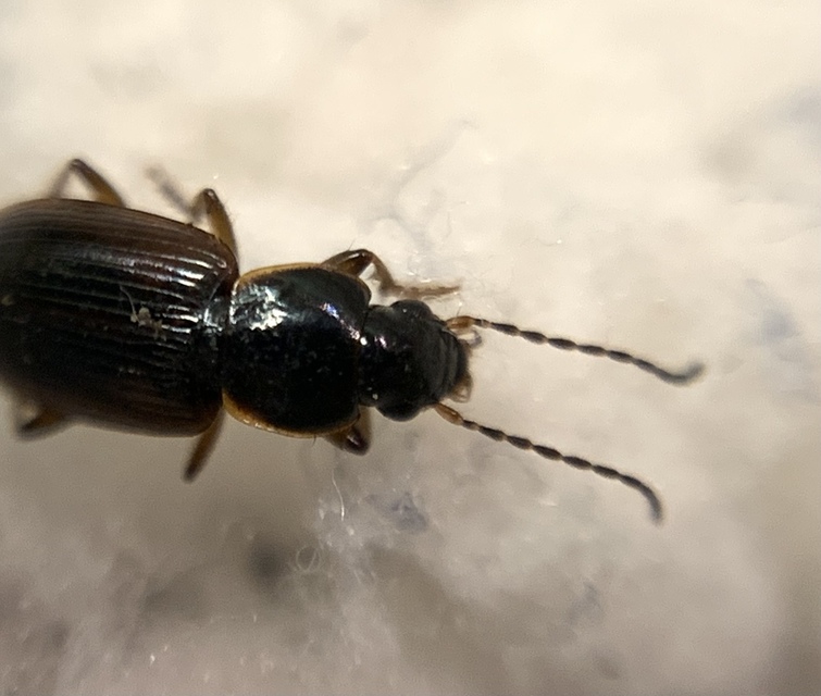 Stenolophus mixtus - közönséges turzásfutó