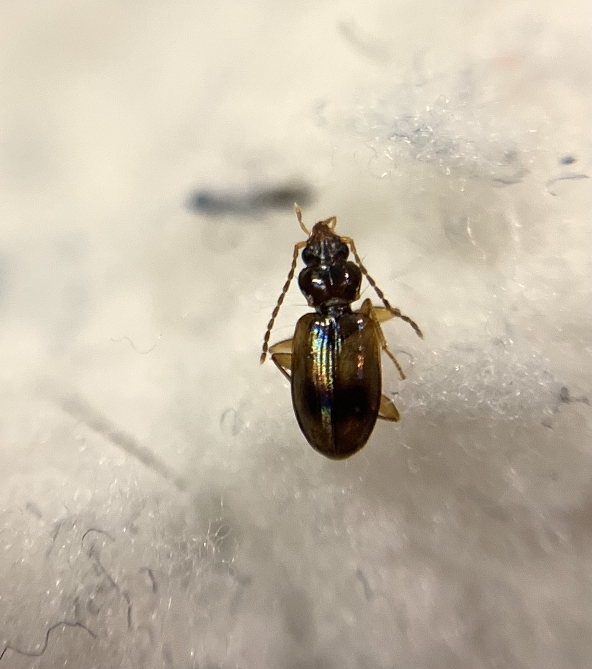 Tachys fulvicollis - szalagos martfutó