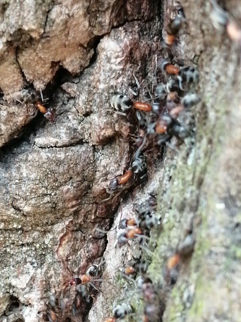Liometopum microcephalum - tölgyfahangya