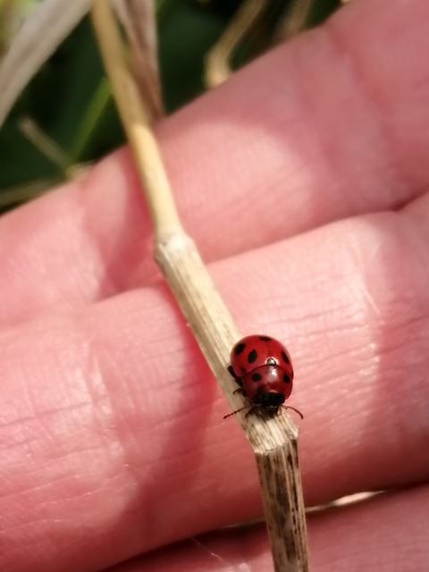Gonioctena fornicata - közönséges lucernabogár