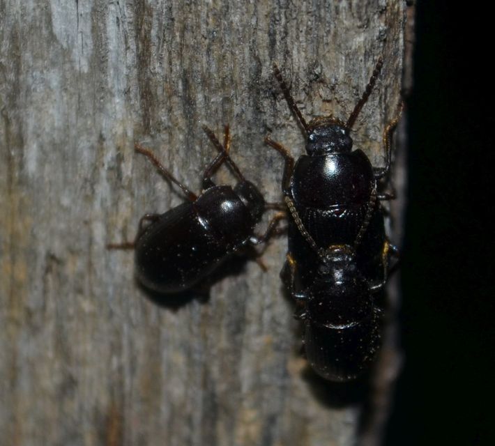 Nalassus dermestoides - rövidszárnyú gyászbogár
