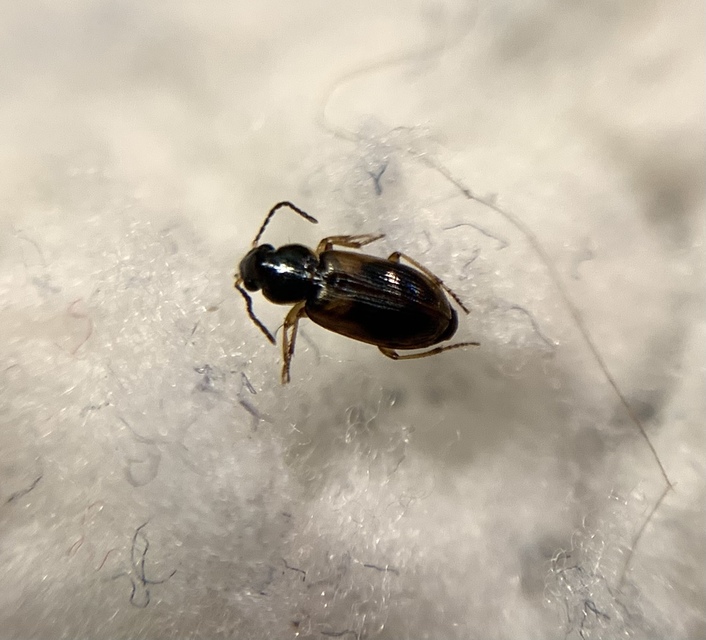 Acupalpus maculatus - vállfoltos törpefutonc