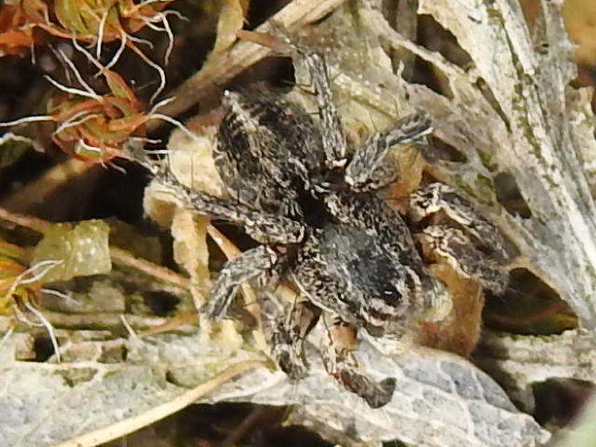 Aelurillus v-insignitus - v-jelű macskapók
