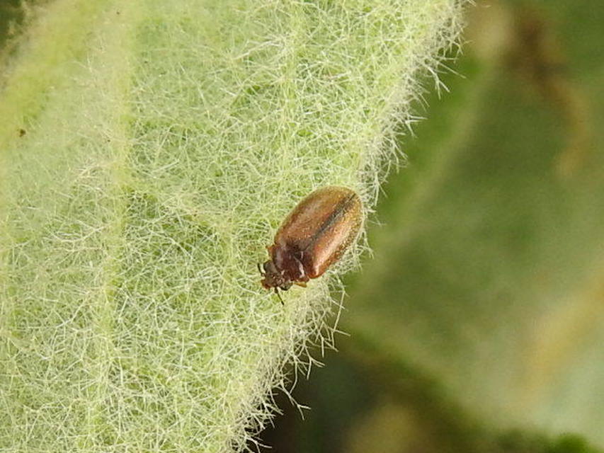 Scirtidae - rétbogárfélék
