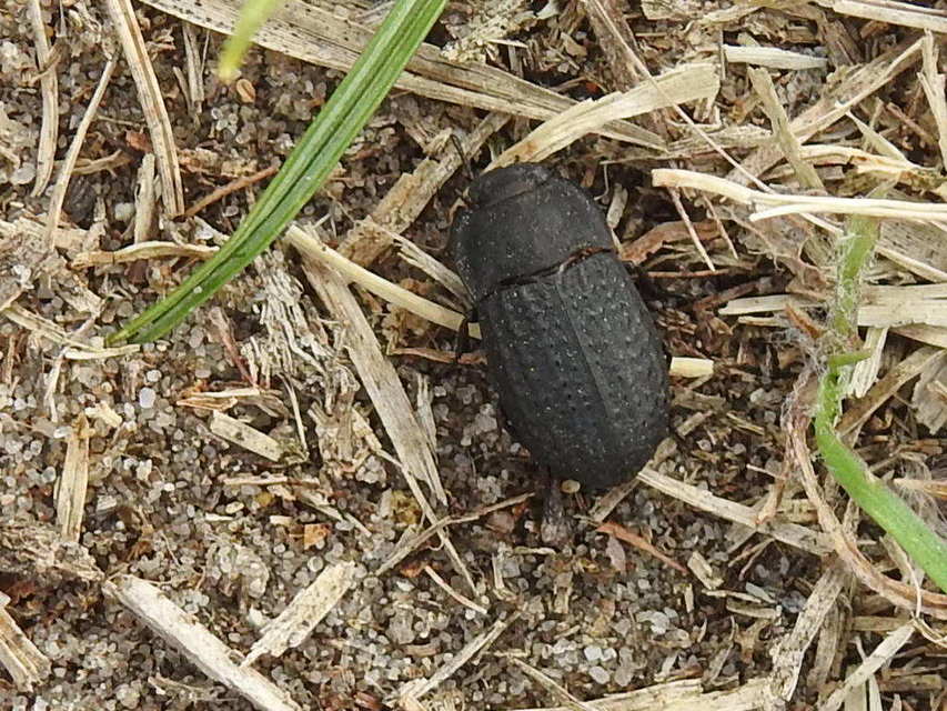 Opatrum sabulosum - sároshátú gyászbogár