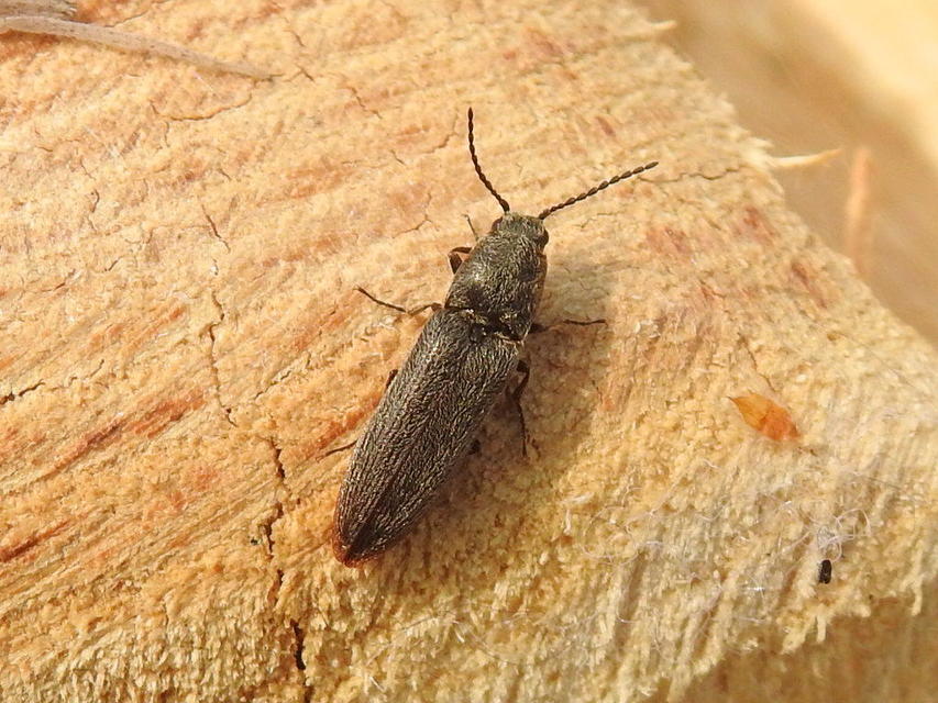 Cidnopus ruzenae - fémfekete pattanó