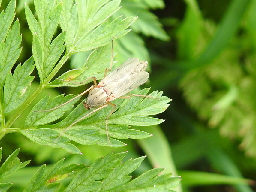 Chironomidae - árvaszúnyogok