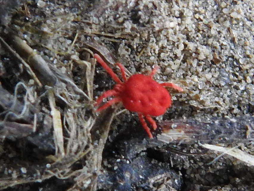 Trombidium