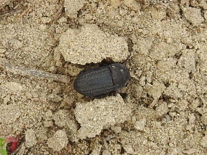 Opatrum sabulosum - sároshátú gyászbogár