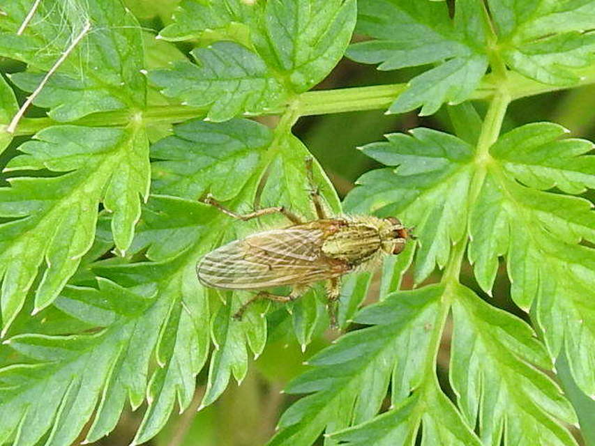 Scathophaga stercoraria - közönséges trágyalégy