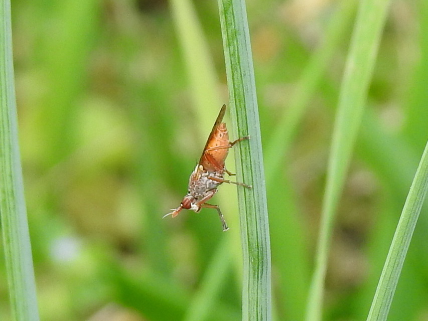 Sciomyzidae - szarvaslégyfélék