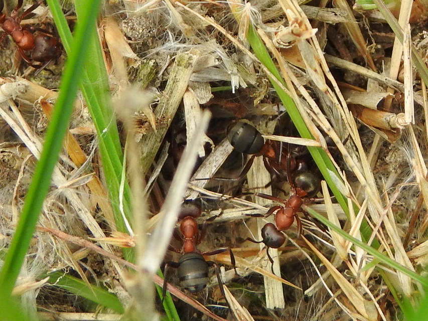 Formica sanguinea - vérvörös rablóhangya