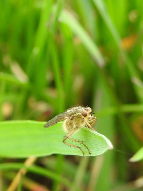 Scathophaga stercoraria - közönséges trágyalégy