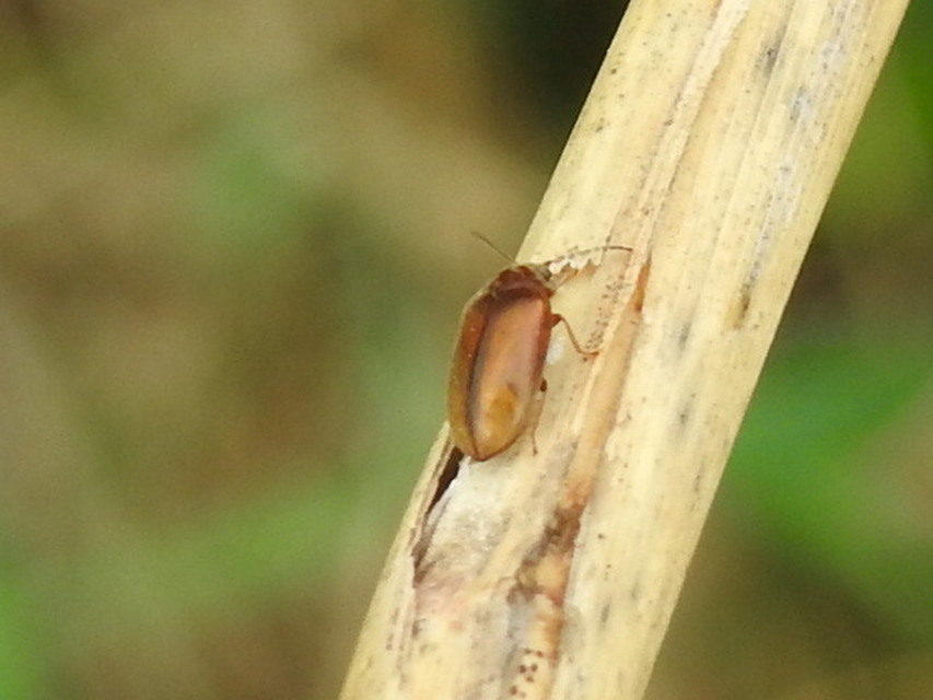 Scirtidae - rétbogárfélék