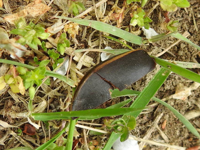 Cybister lateralimarginalis - nagy búvárbogár