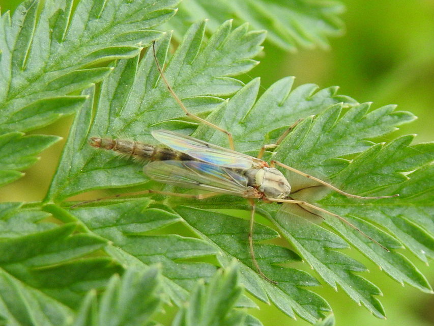 Chironomidae - árvaszúnyogok