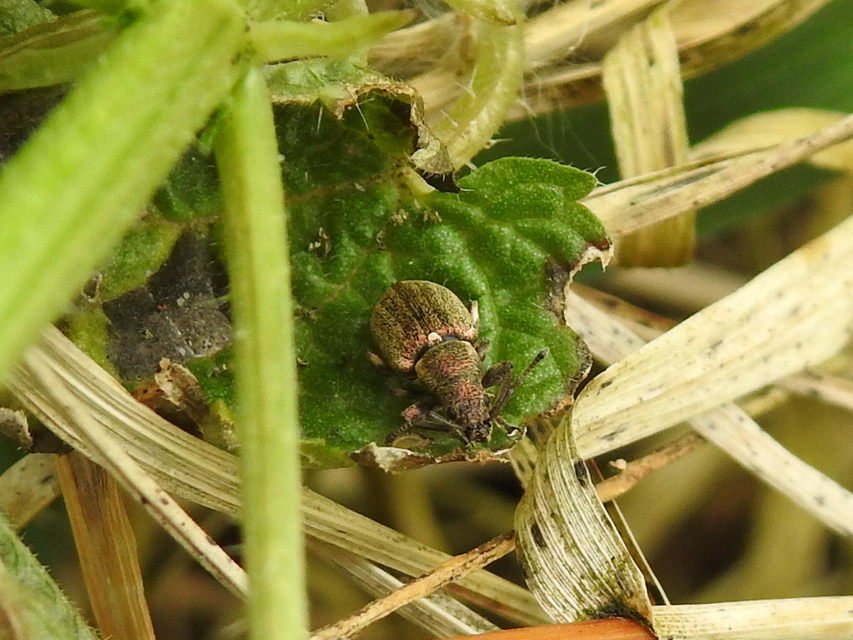 Phyllobius pyri - gyümölcsfa-levélormányos