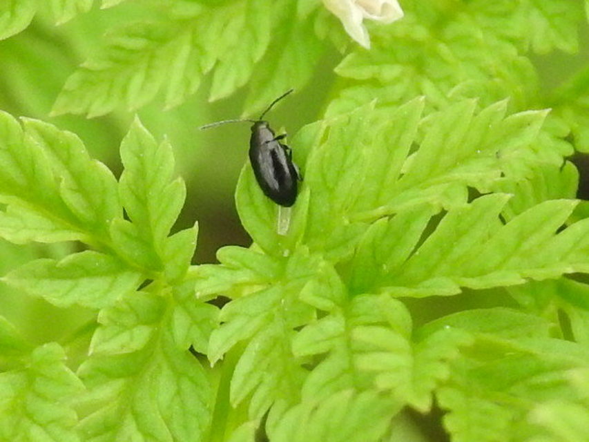 Phyllotreta