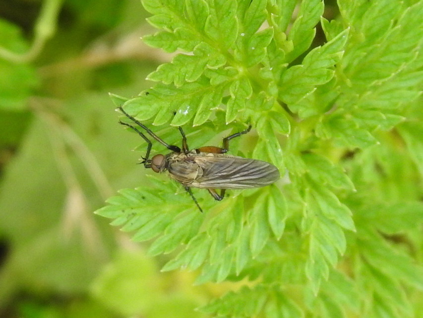 Empididae - táncoslegyek