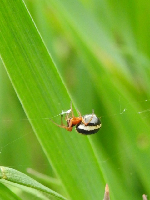Hypsosinga