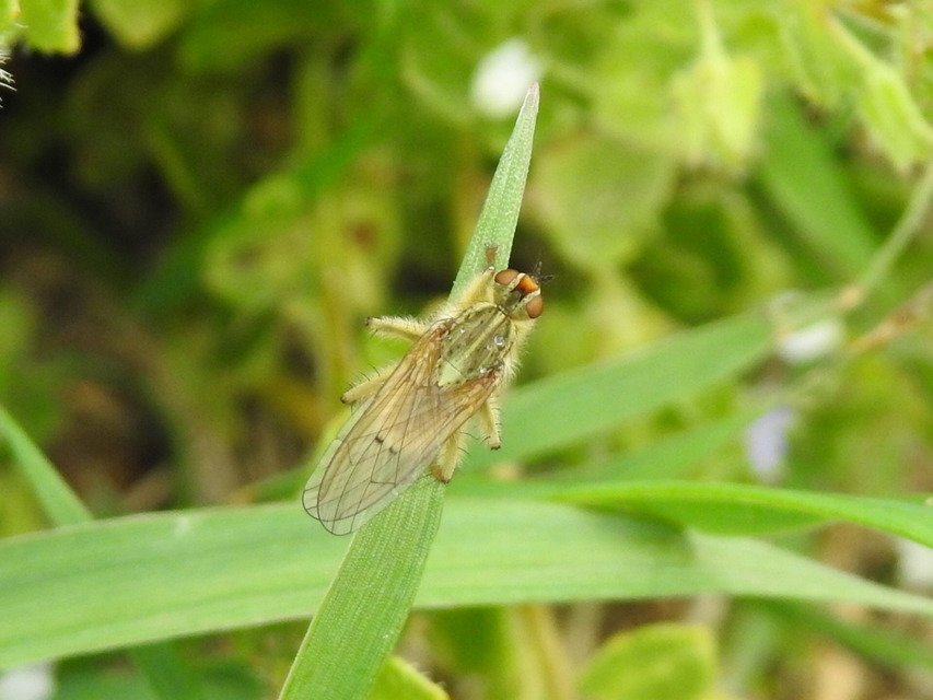 Scathophaga stercoraria - közönséges trágyalégy