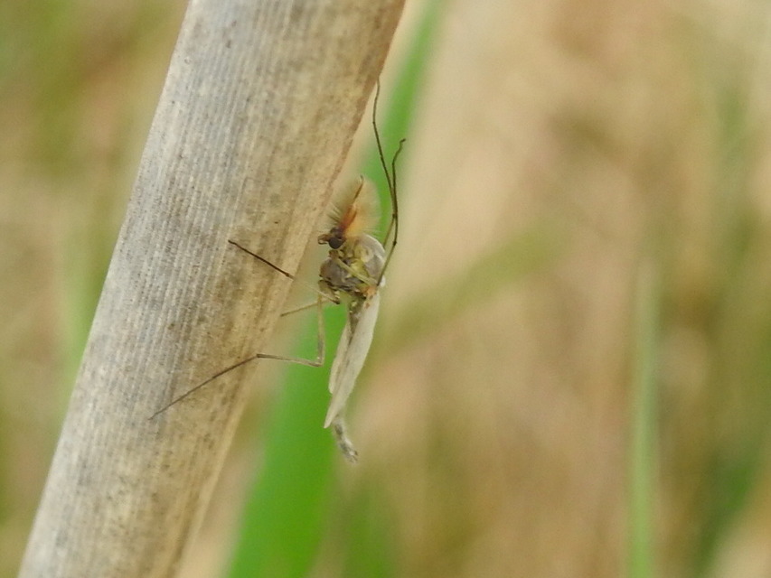 Chironomidae - árvaszúnyogok