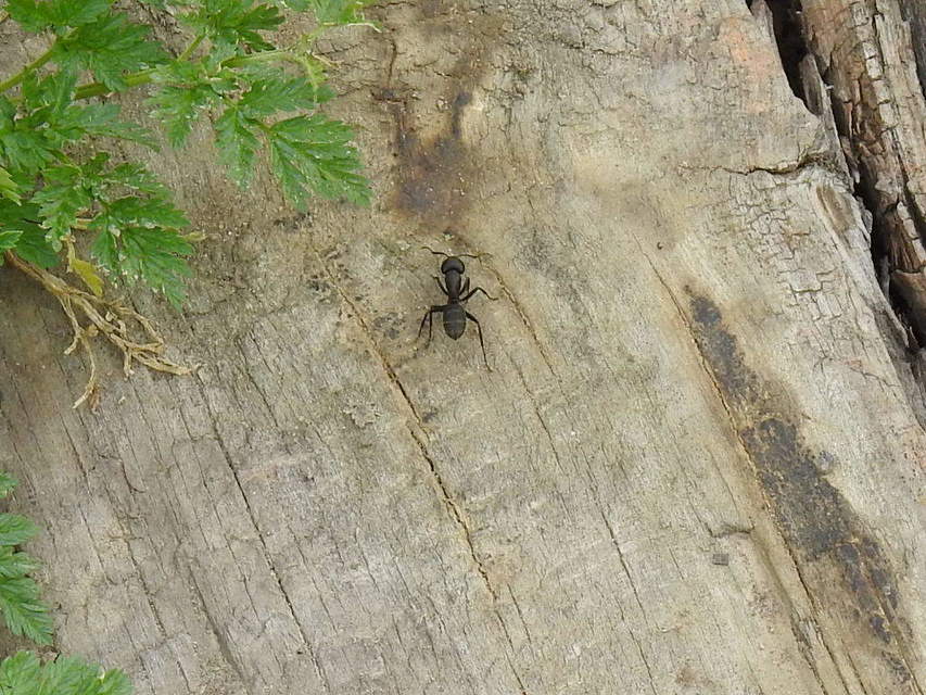 Camponotus vagus - fekete lóhangya
