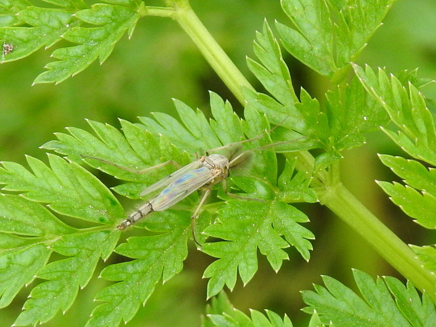 Chironomidae - árvaszúnyogok