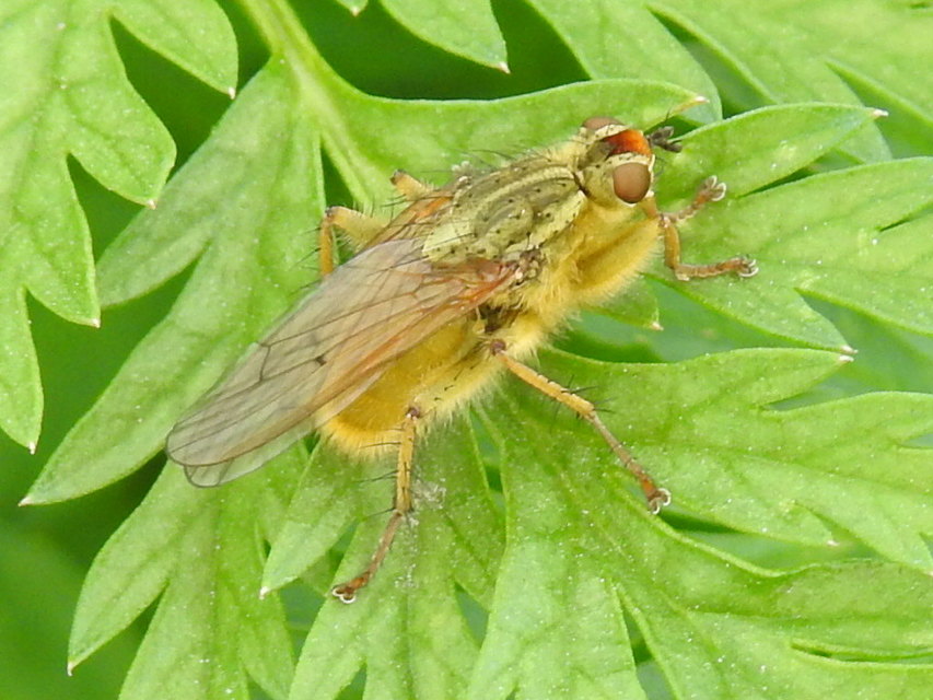 Scathophaga stercoraria - közönséges trágyalégy