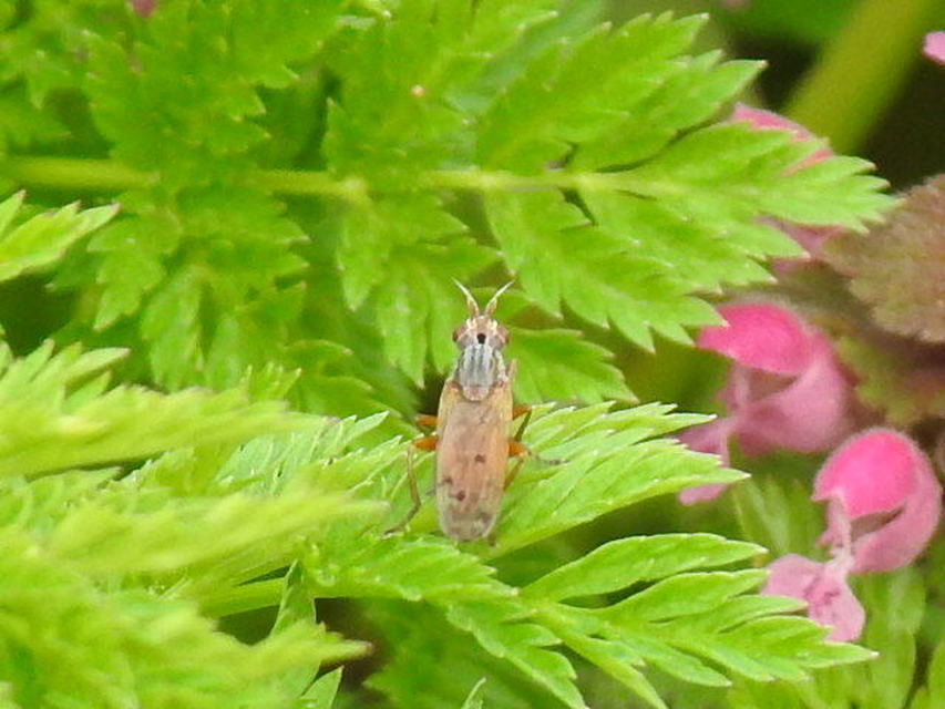 Sciomyzidae - szarvaslégyfélék