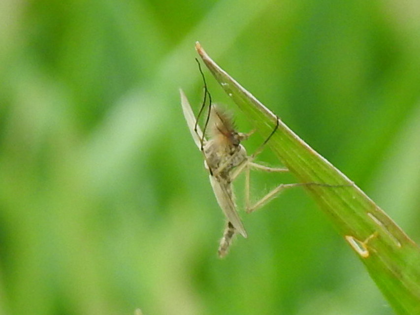 Chironomidae - árvaszúnyogok
