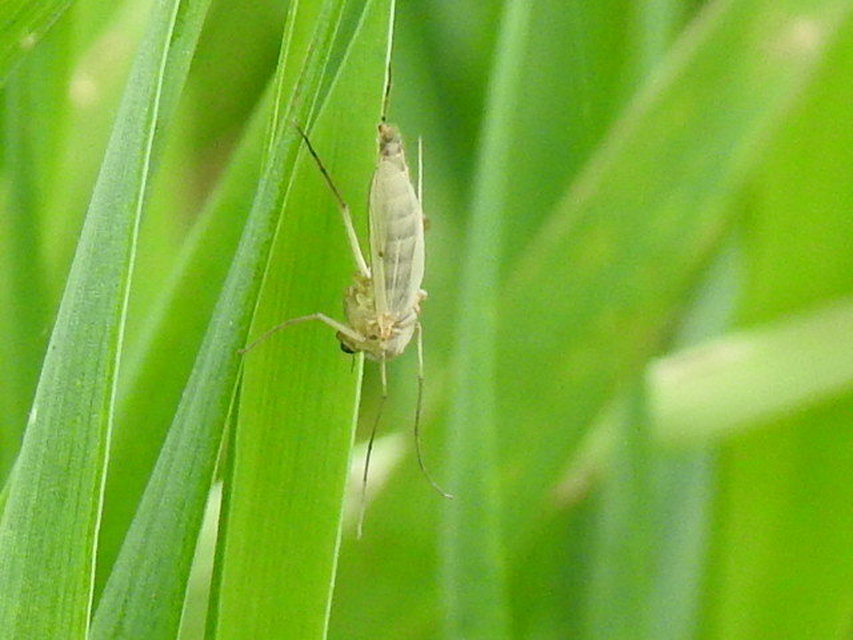 Chironomidae - árvaszúnyogok