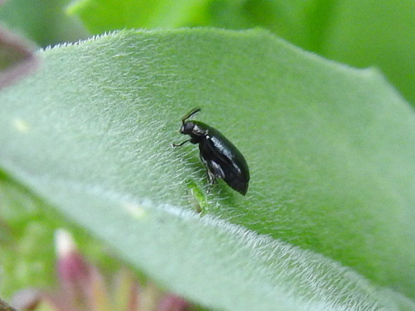 Phyllotreta