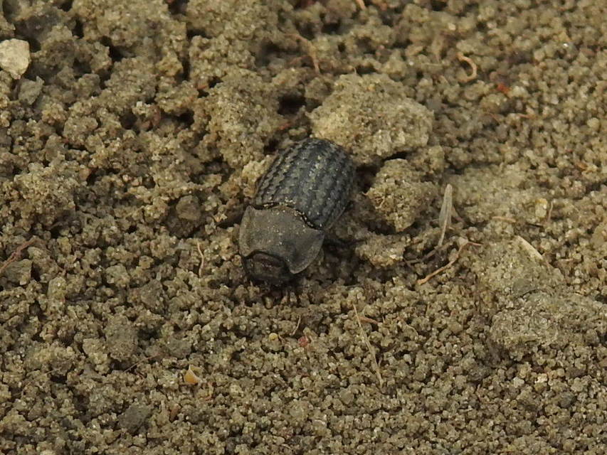 Opatrum sabulosum - sároshátú gyászbogár
