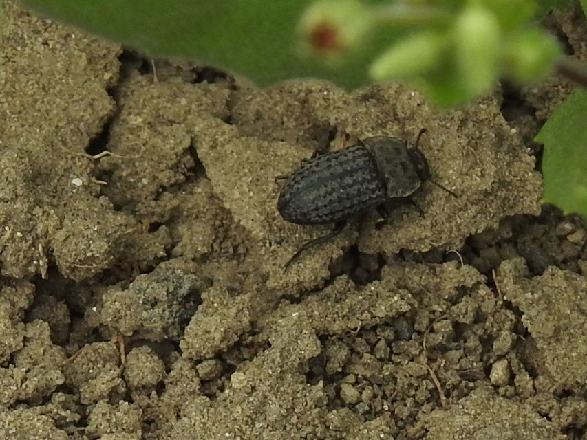 Opatrum sabulosum - sároshátú gyászbogár