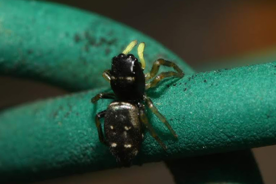 Heliophanus
